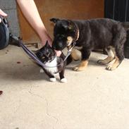 Schæferhund Hajen Gro