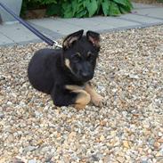 Schæferhund Hajen Gro