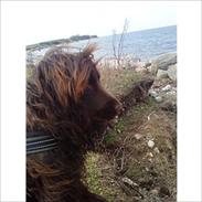 Cocker spaniel Bobby