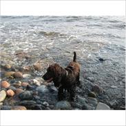 Cocker spaniel Bobby