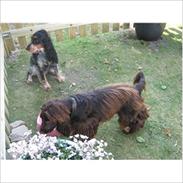 Cocker spaniel Bobby