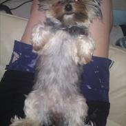 Yorkshire terrier Daisy