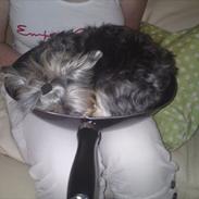 Yorkshire terrier Daisy