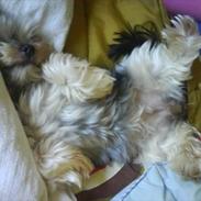 Yorkshire terrier Daisy