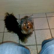 Yorkshire terrier Daisy