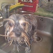 Yorkshire terrier Daisy