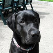 Labrador retriever Mollie