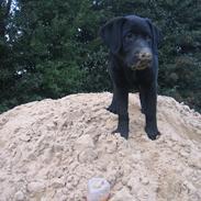 Labrador retriever Mollie