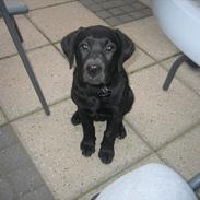 Labrador retriever Mollie