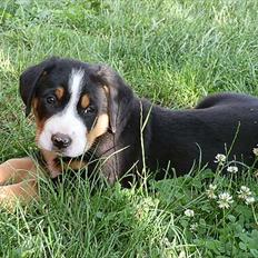 Grosser schweizer sennenhund Cleo