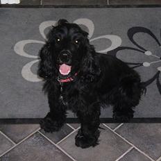 Cocker spaniel Whiskie