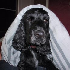 Cocker spaniel Whiskie