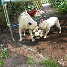 Fransk bulldog Punto