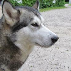 Alaskan malamute Kaya