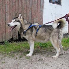 Alaskan malamute Kaya