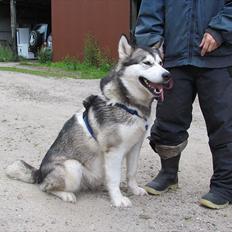 Alaskan malamute Kaya