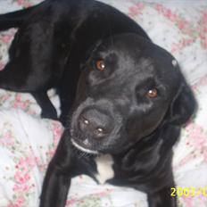 Blanding af racer Trine<3 R.I.P