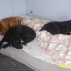 Blanding af racer Trine<3 R.I.P
