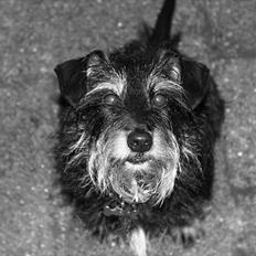 Blanding af racer Frida