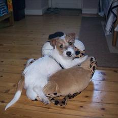 Jack russell terrier sofus