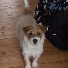 Jack russell terrier sofus