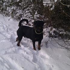 Rottweiler Yake Lanoz