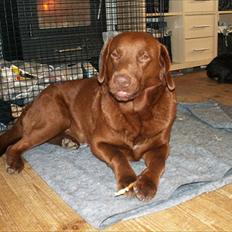 Labrador retriever Fungy