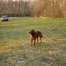 Labrador retriever Fungy