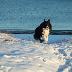 Border collie Spunk