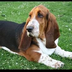 Basset hound Vito