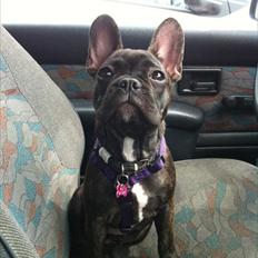 Fransk bulldog Molly