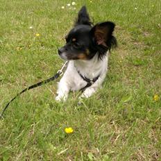 Blanding af racer Bella.