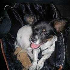 Blanding af racer Bella.