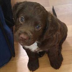 Field Trial Cockerspaniel Choko