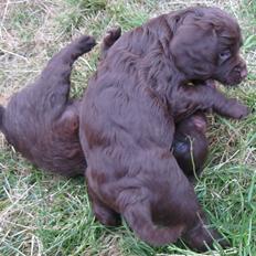 Field Trial Cockerspaniel Choko