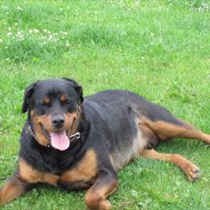 Rottweiler Rambo