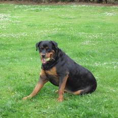 Rottweiler Rambo