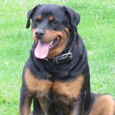 Rottweiler Rambo