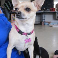 Chihuahua Fine