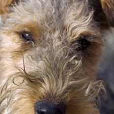 Welsh terrier Emma
