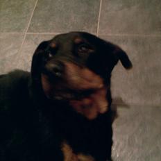 Rottweiler Boddy