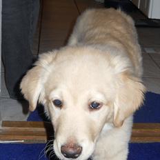 Blanding af racer Mille