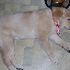 Blanding af racer Mille