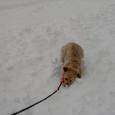 Blanding af racer Mille