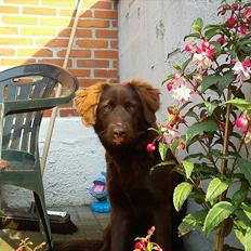 Blanding af racer Tikki