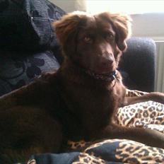 Blanding af racer Tikki