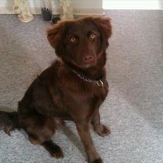 Blanding af racer Tikki