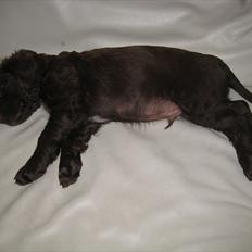 Field Trial Cockerspaniel Choko