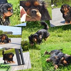 Cavalier king charles spaniel Johnny