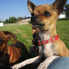Chihuahua *~ Shika ~* R.I.P
